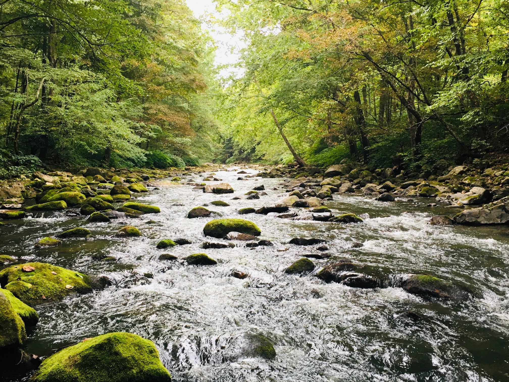 Moss-covered rocks in a flowing river through a forest.