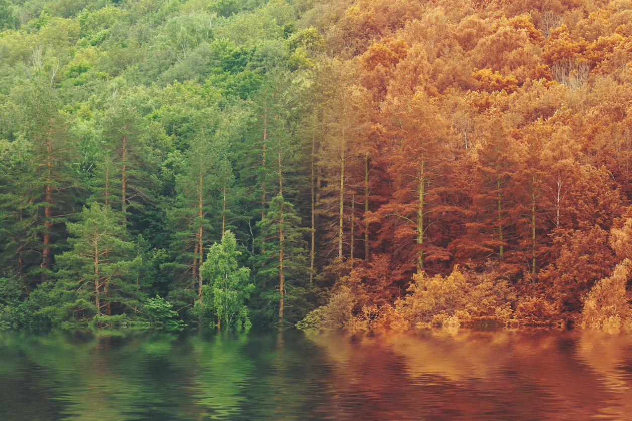 Forest transitioning from summer to autumn: A forest landscape divided vertically, with the left side showing green summer foliage and the right side displaying orange and brown autumn colors, reflected in a body of water below.