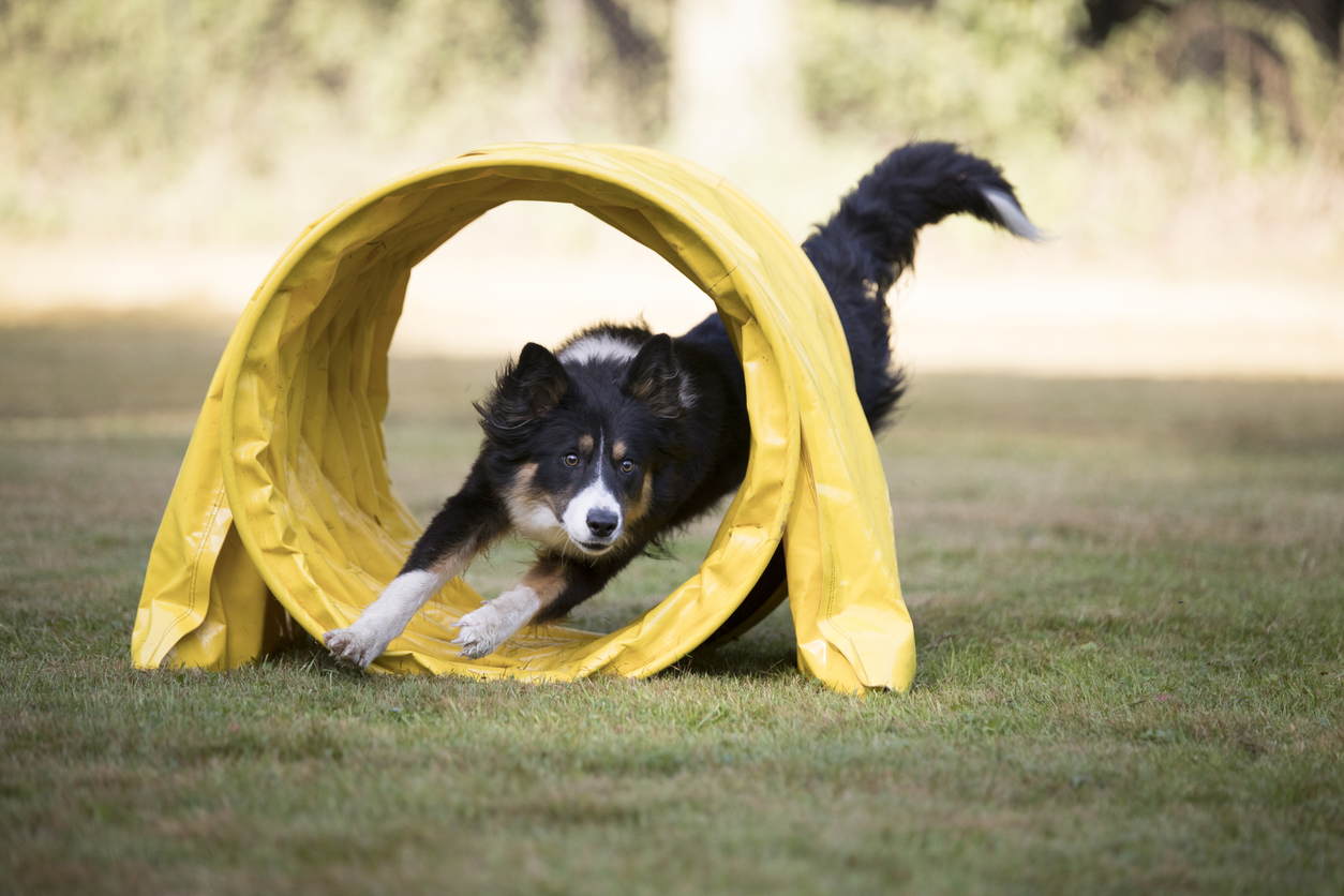 A black, white, and brown tricolor Border Collie dog mid-run, leaping out of the far end of a bright yellow, semi-circular agility tunnel set up on a grassy lawn.